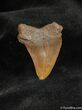 Small Megalodon Shark Tooth #562-1